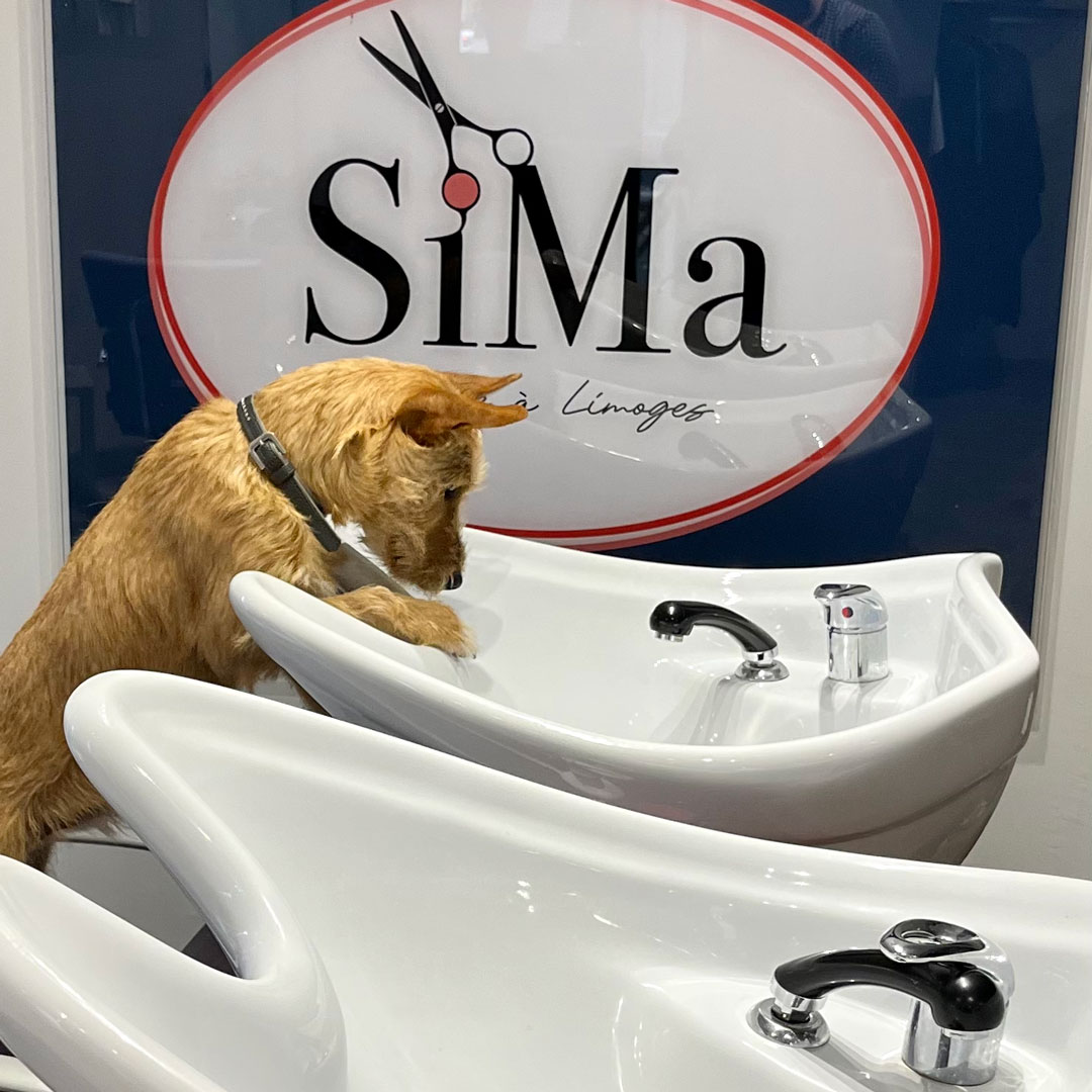 Balitch, le chien de garde de Sima Coiffure